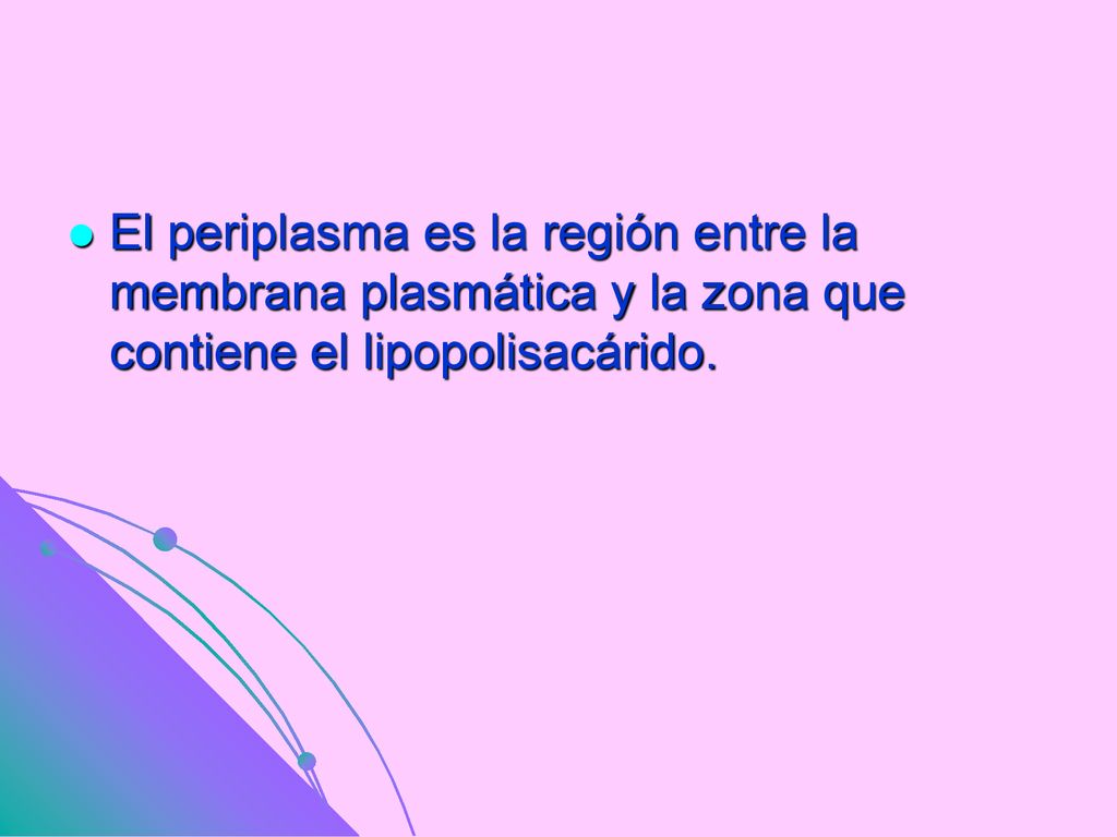 El periplasma es la región entre la membrana plasmática y la zona que contiene el lipopolisacárido.