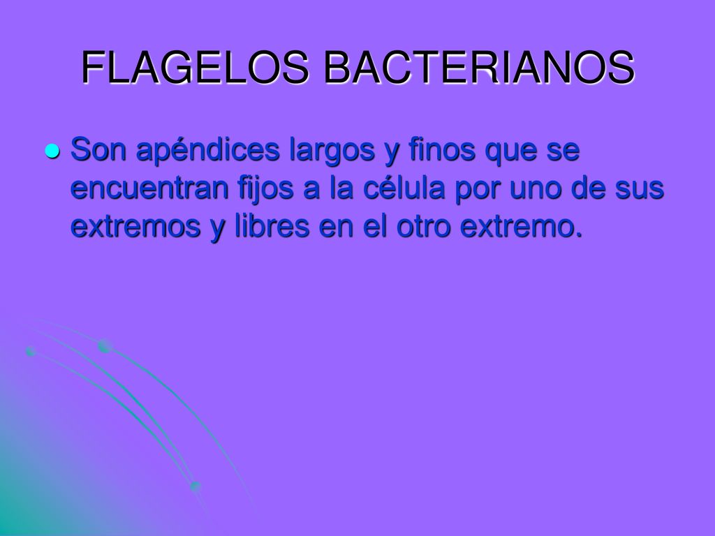 FLAGELOS BACTERIANOS Son apéndices largos y finos que se encuentran fijos a la célula por uno de sus extremos y libres en el otro extremo.
