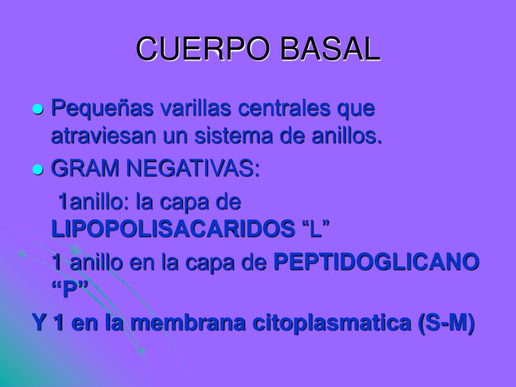 CUERPO BASAL Pequeñas varillas centrales que atraviesan un sistema de anillos. GRAM NEGATIVAS: 1anillo: la capa de LIPOPOLISACARIDOS L