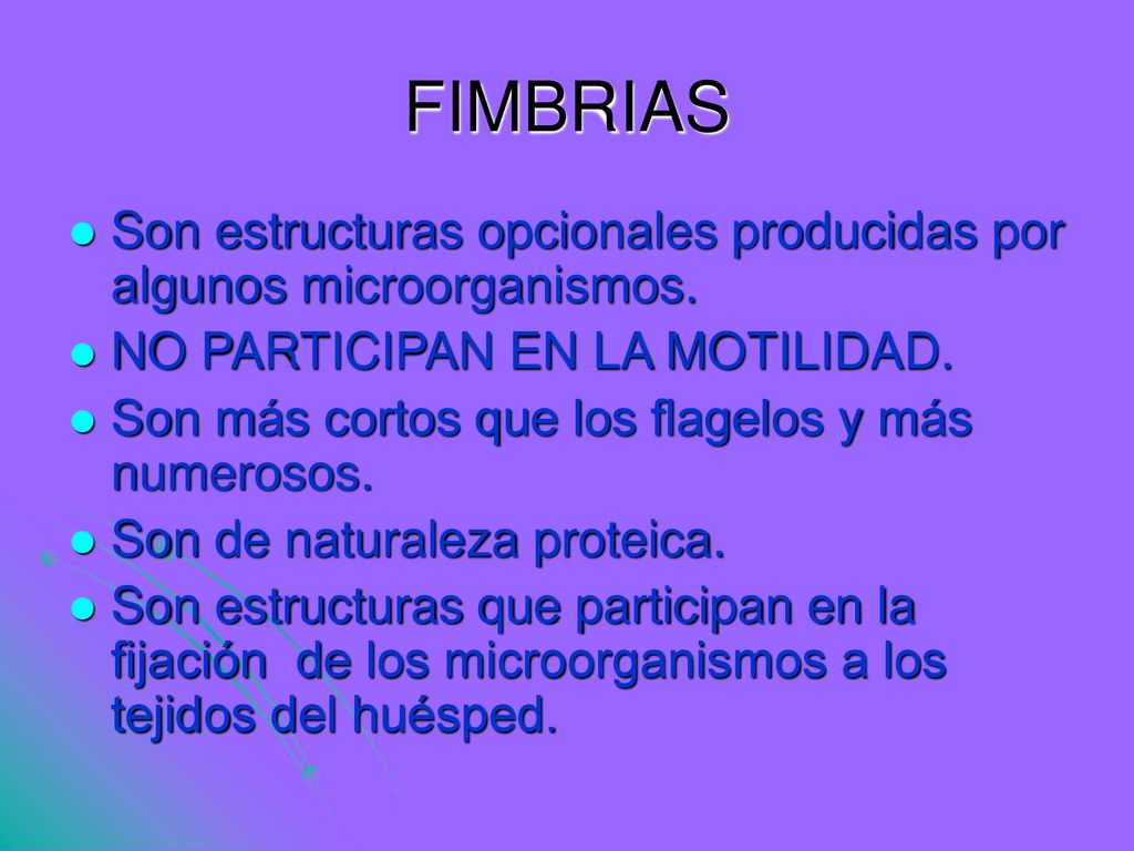 FIMBRIAS Son estructuras opcionales producidas por algunos microorganismos. NO PARTICIPAN EN LA MOTILIDAD.