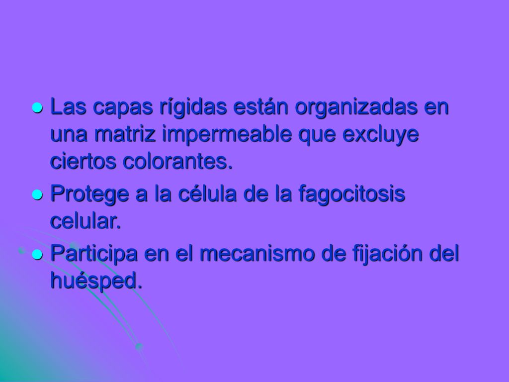 Las capas rígidas están organizadas en una matriz impermeable que excluye ciertos colorantes.