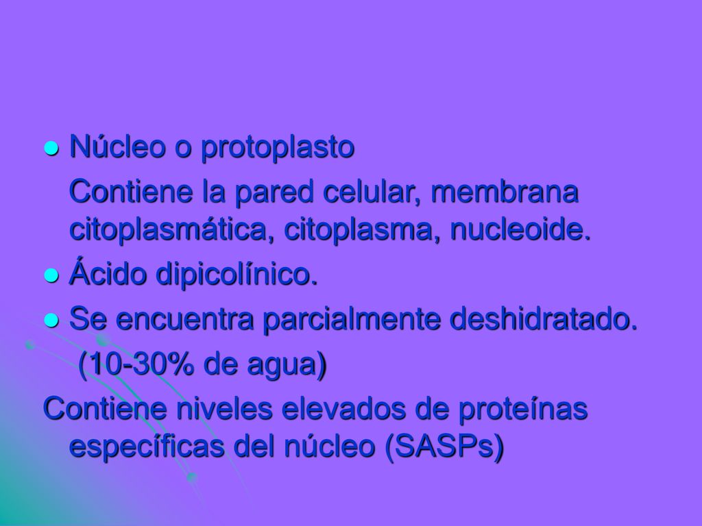 Núcleo o protoplasto Contiene la pared celular, membrana citoplasmática, citoplasma, nucleoide. Ácido dipicolínico.