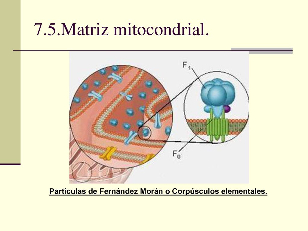 7.5.Matriz mitocondrial. Partículas de Fernández Morán o Corpúsculos elementales.