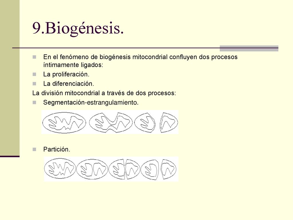 9.Biogénesis. En el fenómeno de biogénesis mitocondrial confluyen dos procesos íntimamente ligados: