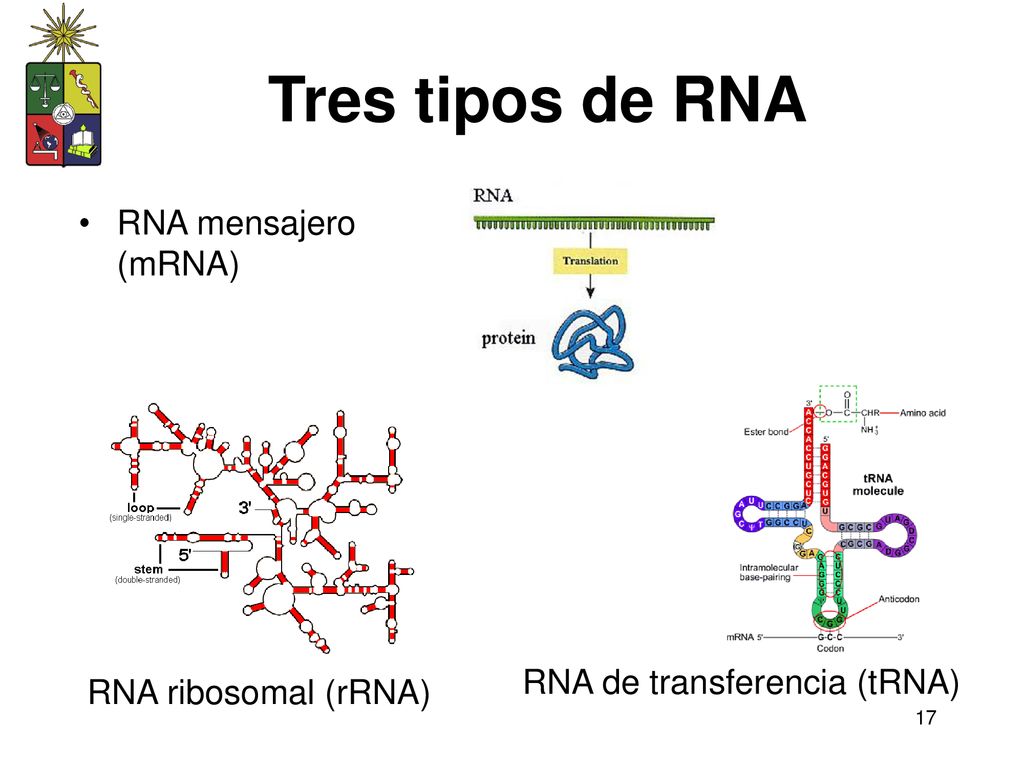 Tres tipos de RNA RNA mensajero (mRNA) RNA de transferencia (tRNA)