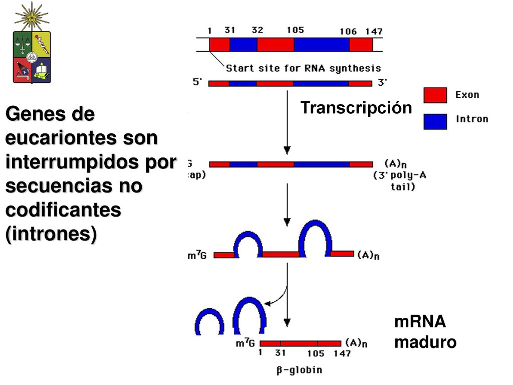 Transcripción Genes de eucariontes son interrumpidos por secuencias no codificantes (intrones) mRNA maduro.