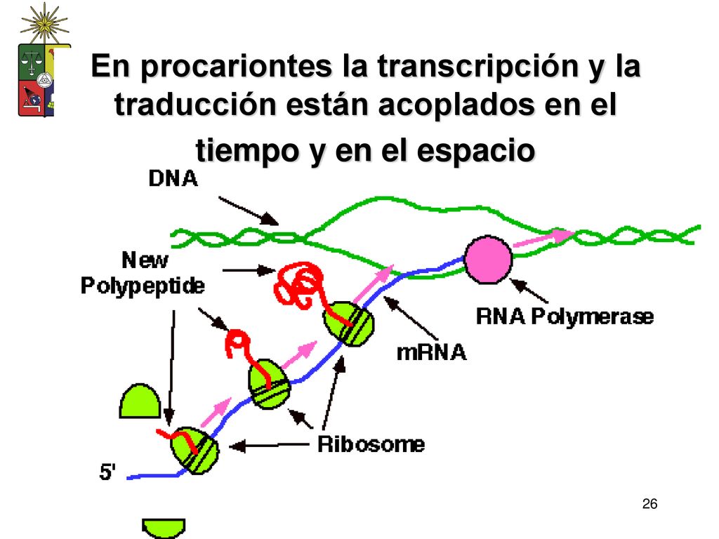 En procariontes la transcripción y la traducción están acoplados en el tiempo y en el espacio