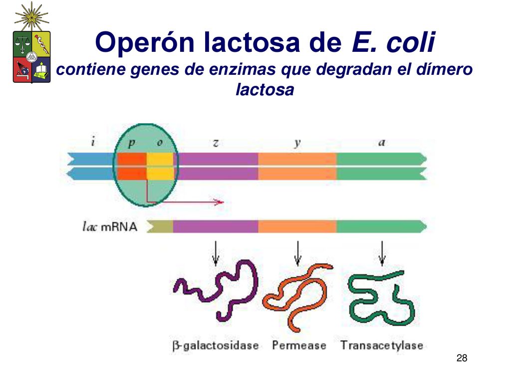 Operón lactosa de E. coli contiene genes de enzimas que degradan el dímero lactosa