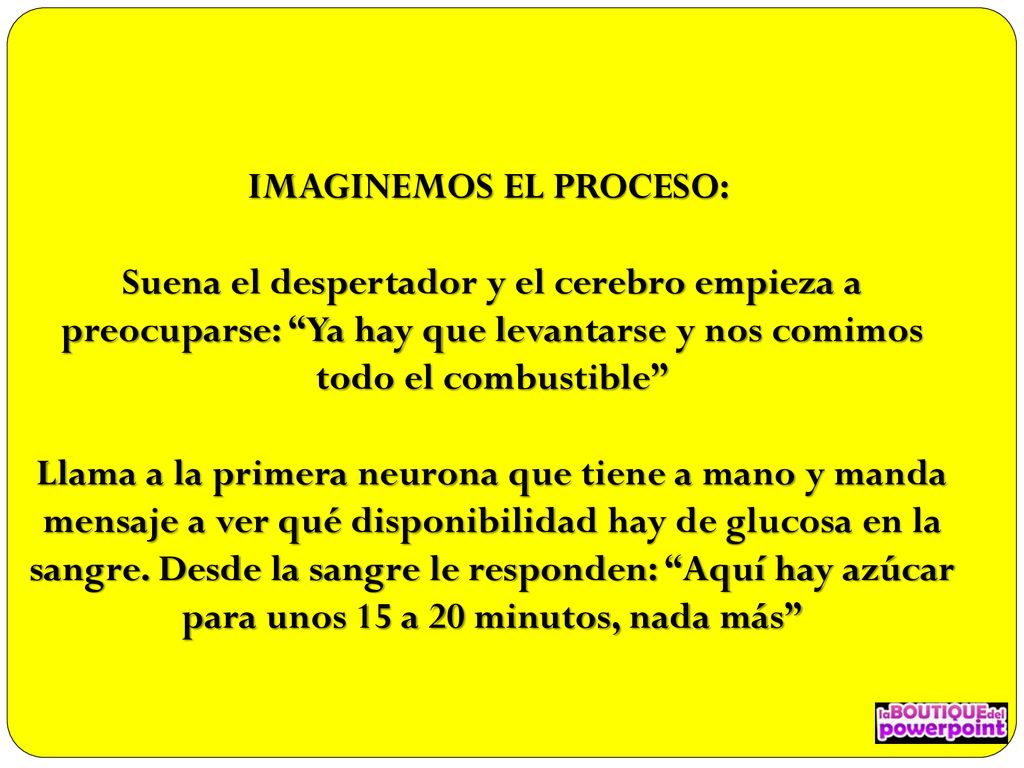 IMAGINEMOS EL PROCESO: Suena el despertador y el cerebro empieza a preocuparse: Ya hay que levantarse y nos comimos