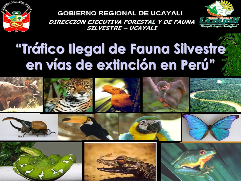 Tráfico Ilegal de Fauna Silvestre en vías de extinción en Perú