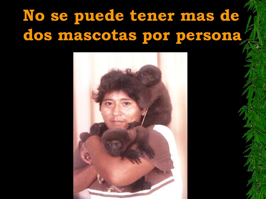 No se puede tener mas de dos mascotas por persona