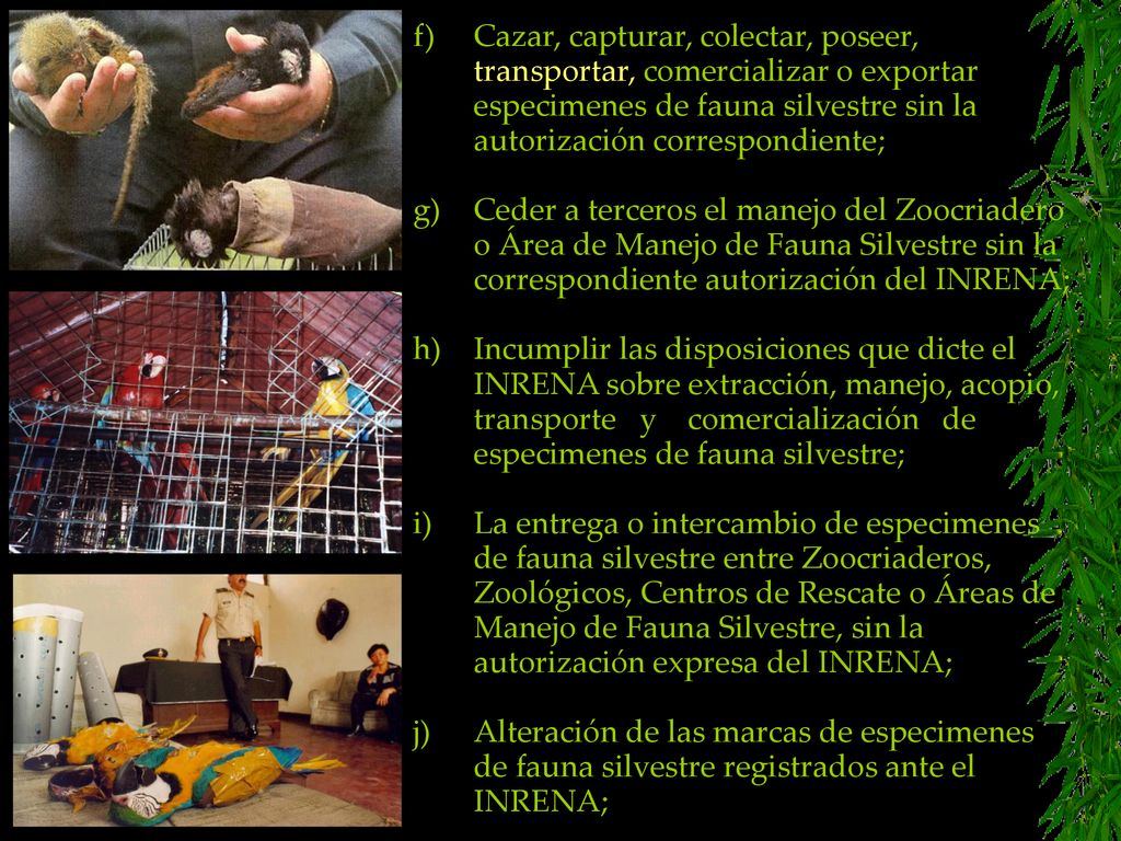 f) Cazar, capturar, colectar, poseer, transportar, comercializar o exportar especimenes de fauna silvestre sin la autorización correspondiente;