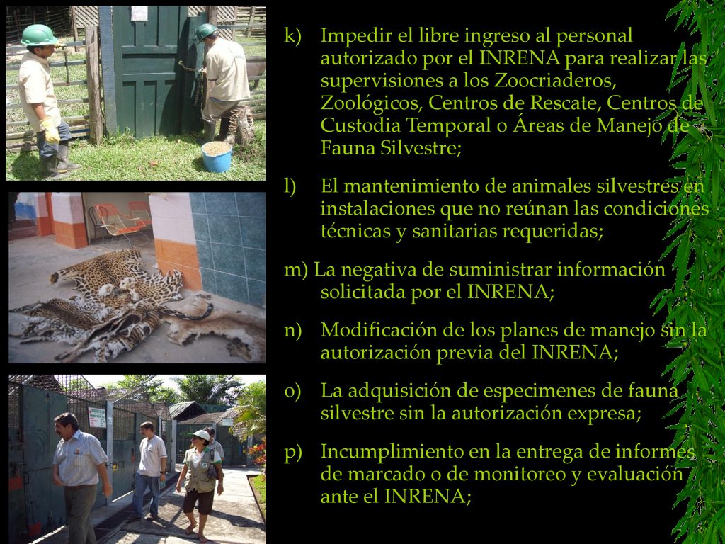 m) La negativa de suministrar información solicitada por el INRENA;
