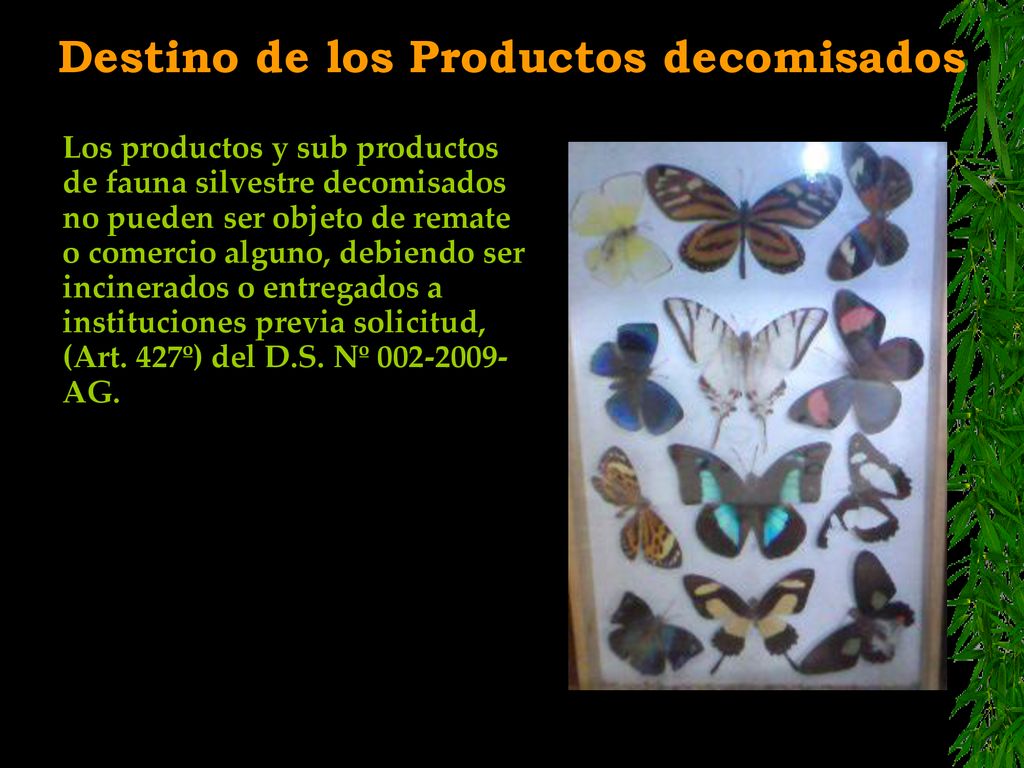 Destino de los Productos decomisados