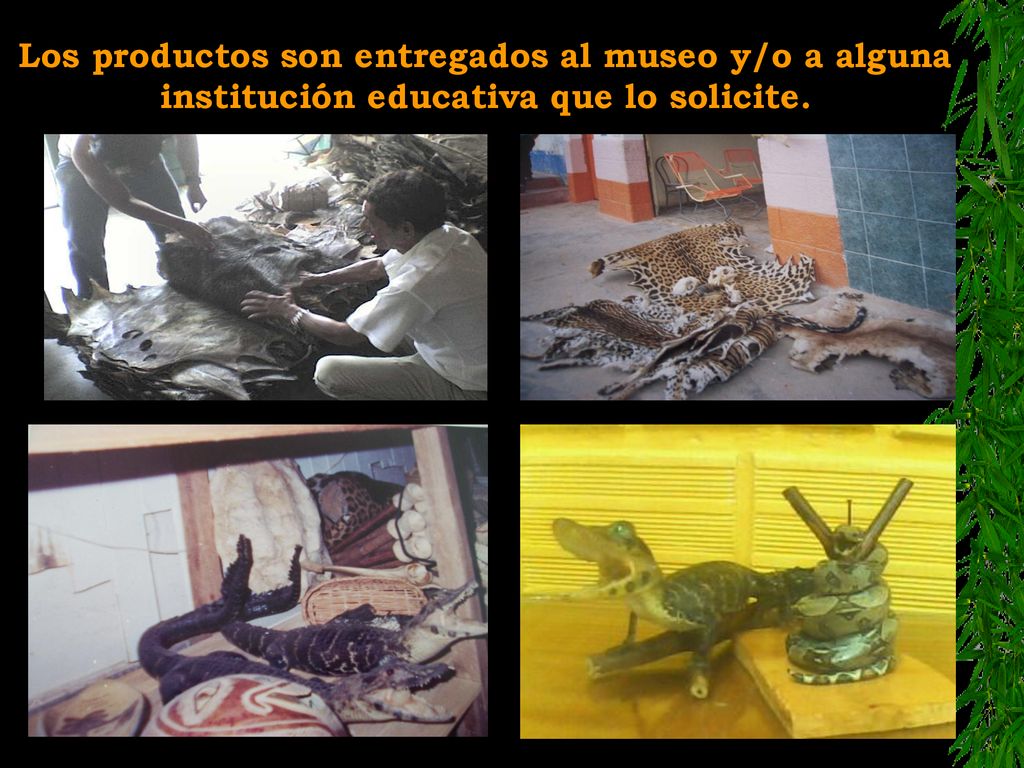 Los productos son entregados al museo y/o a alguna institución educativa que lo solicite.
