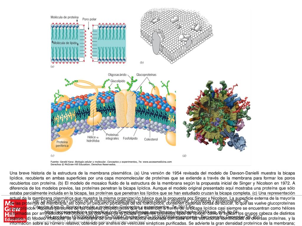 Una breve historia de la estructura de la membrana plasmática