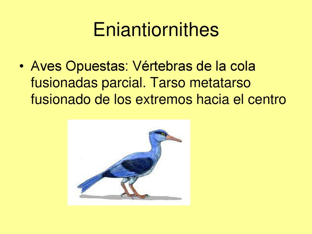 Eniantiornithes Aves Opuestas: Vértebras de la cola fusionadas parcial.