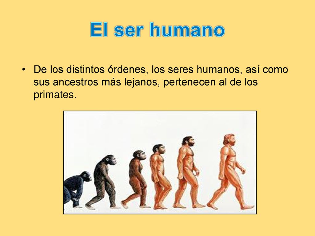 El ser humano De los distintos órdenes, los seres humanos, así como sus ancestros más lejanos, pertenecen al de los primates.