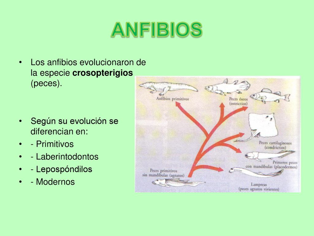 ANFIBIOS Los anfibios evolucionaron de la especie crosopterigios (peces). Según su evolución se diferencian en: