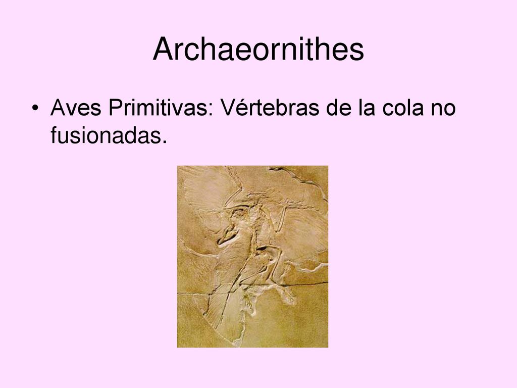 Archaeornithes Aves Primitivas: Vértebras de la cola no fusionadas.