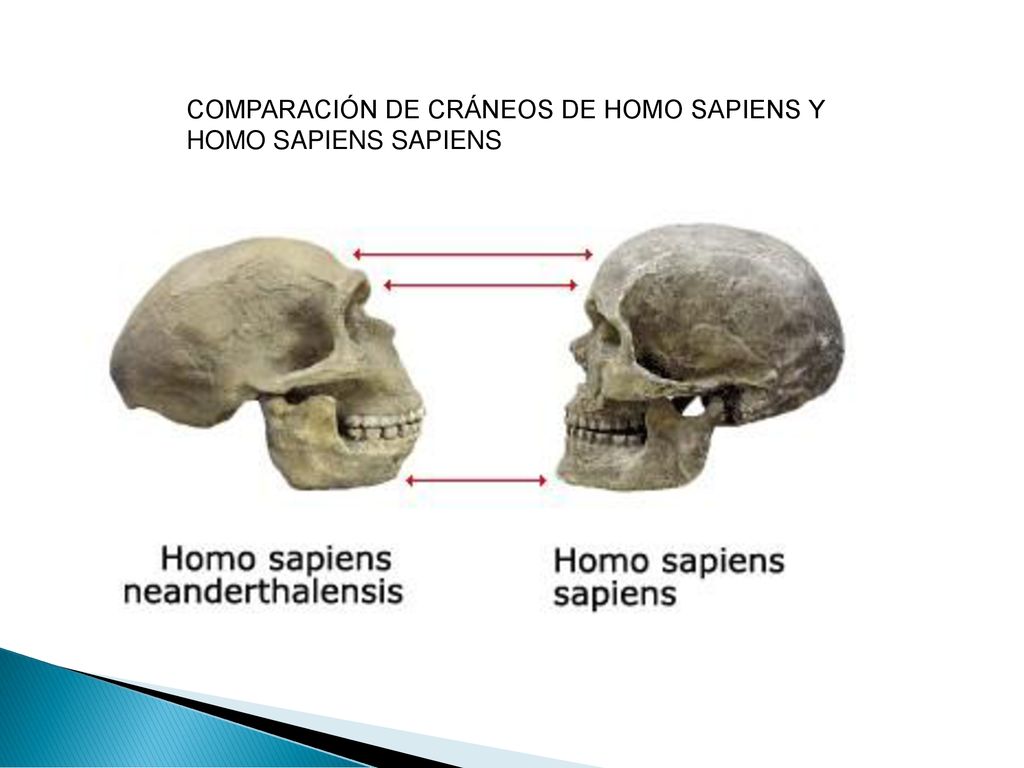 COMPARACIÓN DE CRÁNEOS DE HOMO SAPIENS Y HOMO SAPIENS SAPIENS