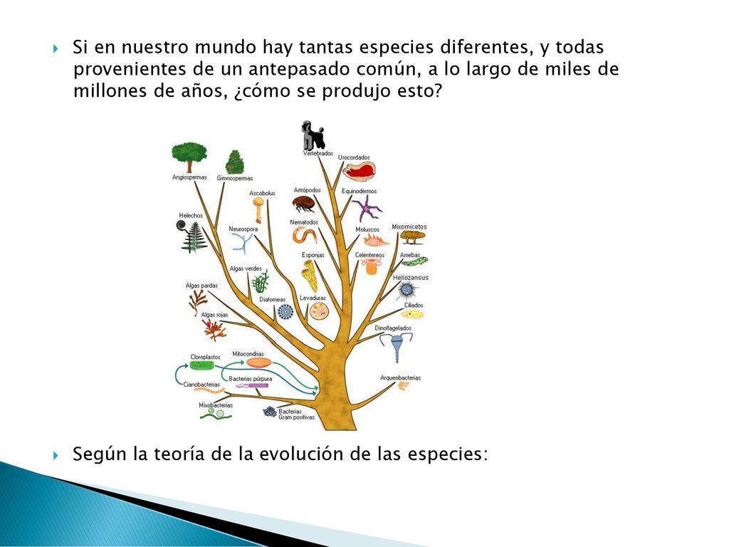 Si en nuestro mundo hay tantas especies diferentes, y todas provenientes de un antepasado común, a lo largo de miles de millones de años, ¿cómo se produjo esto