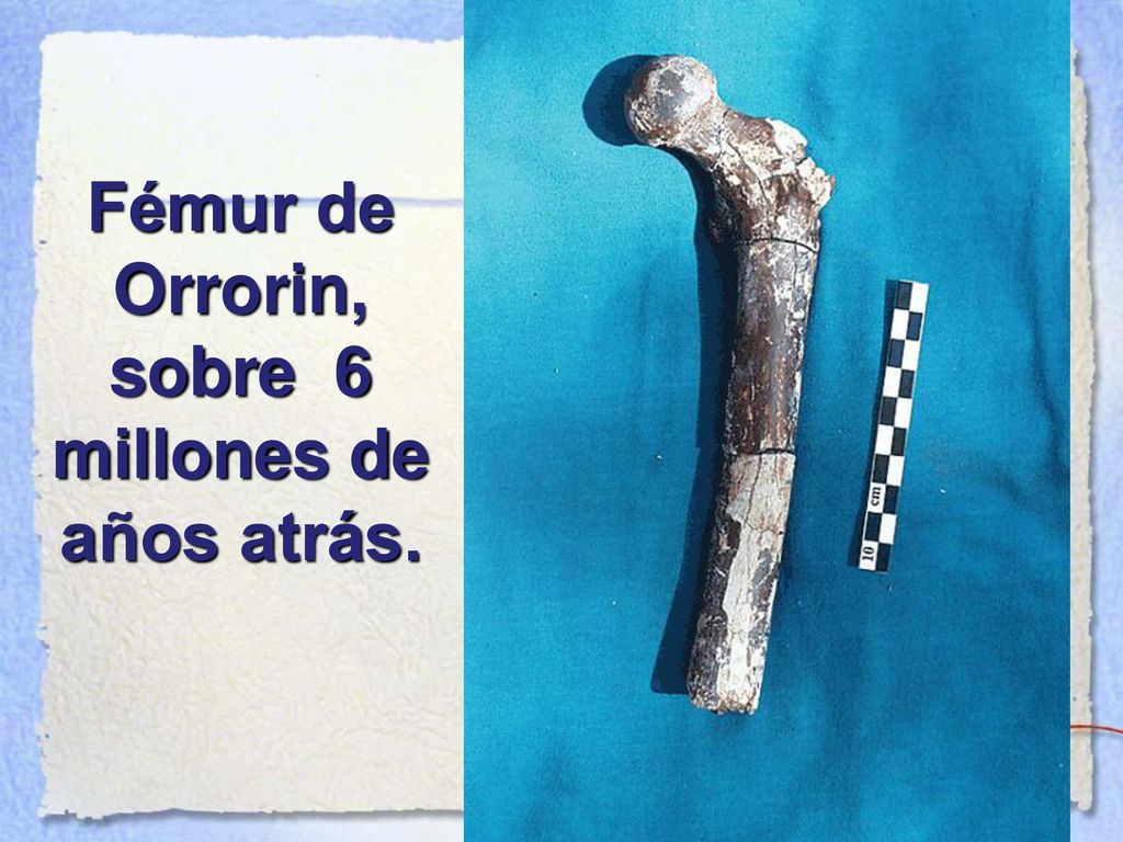 Fémur de Orrorin, sobre 6 millones de años atrás.