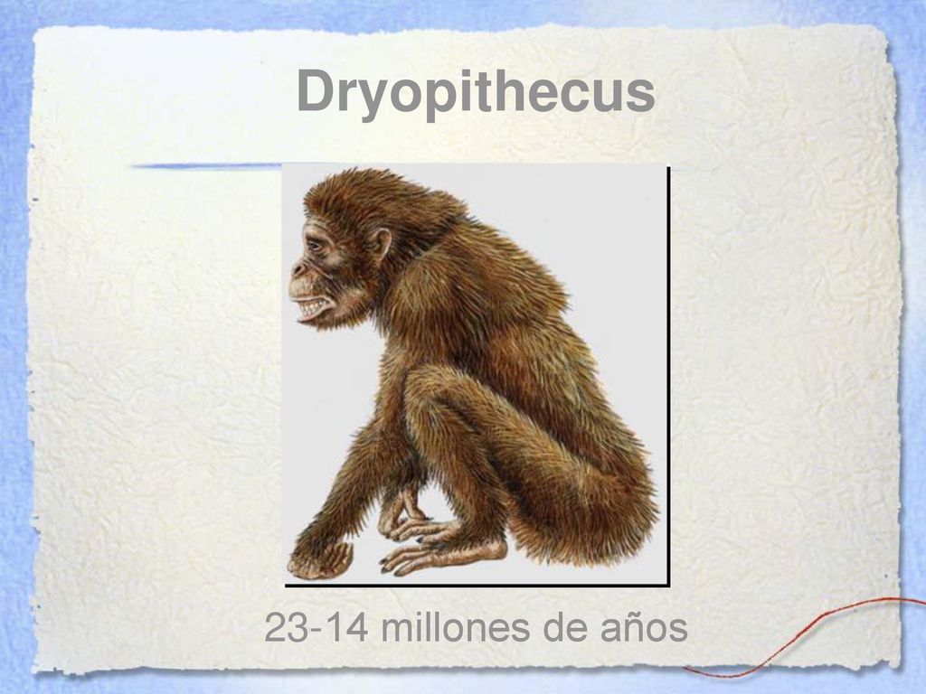 Dryopithecus millones de años Early to Middle Miocene, ~22-10 Ma