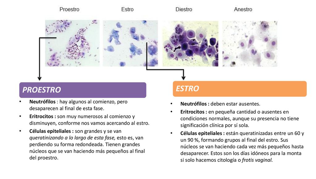 PROESTRO ESTRO. Neutrófilos : hay algunos al comienzo, pero desaparecen al final de esta fase.