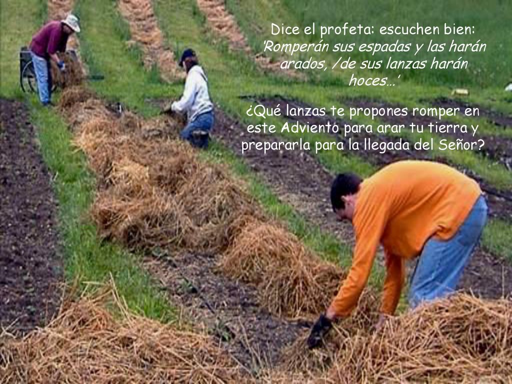 Dice el profeta: escuchen bien: ‘Romperán sus espadas y las harán arados, /de sus lanzas harán hoces…’