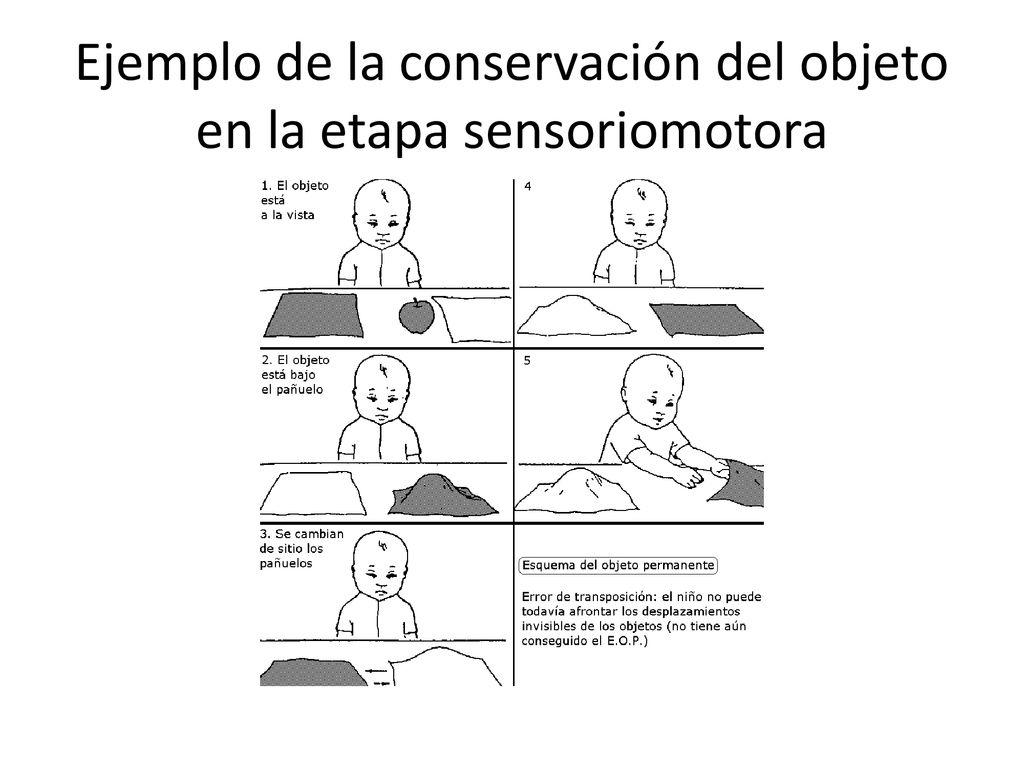 Ejemplo de la conservación del objeto en la etapa sensoriomotora