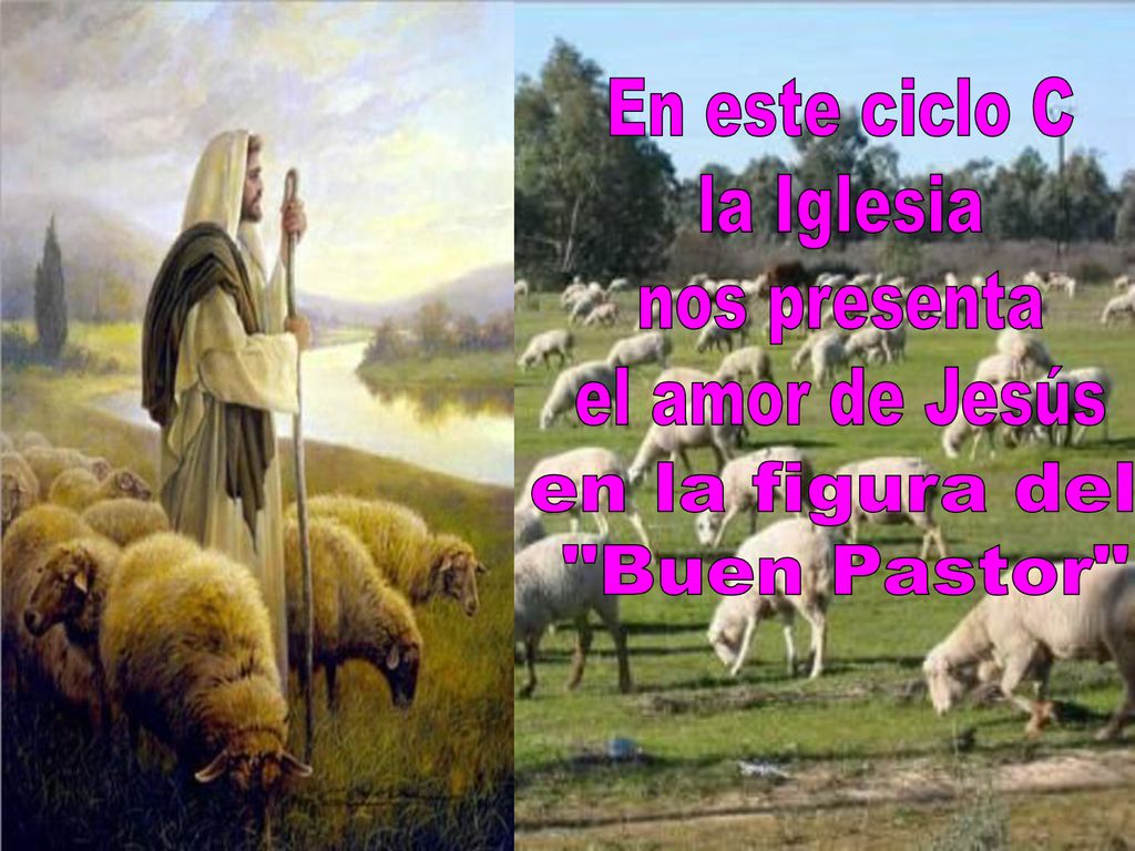 En este ciclo C la Iglesia nos presenta el amor de Jesús en la figura del Buen Pastor