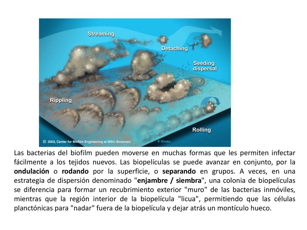 Las bacterias del biofilm pueden moverse en muchas formas que les permiten infectar fácilmente a los tejidos nuevos.
