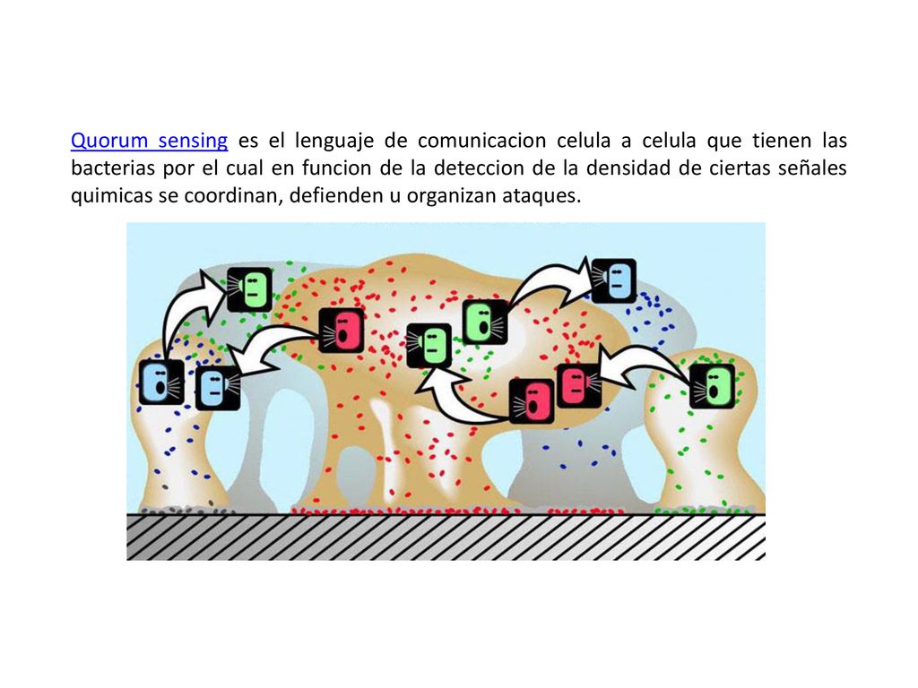 Quorum sensing es el lenguaje de comunicacion celula a celula que tienen las bacterias por el cual en funcion de la deteccion de la densidad de ciertas señales quimicas se coordinan, defienden u organizan ataques.