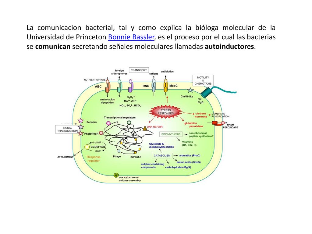 La comunicacion bacterial, tal y como explica la bióloga molecular de la Universidad de Princeton Bonnie Bassler, es el proceso por el cual las bacterias se comunican secretando señales moleculares llamadas autoinductores.