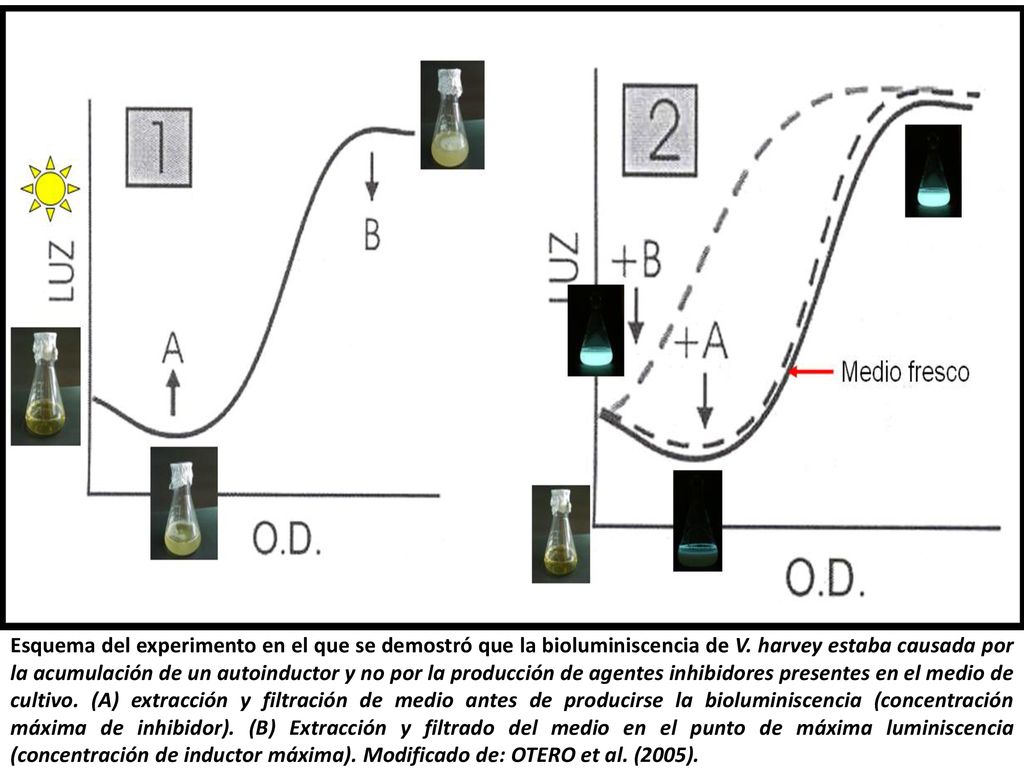 Esquema del experimento en el que se demostró que la bioluminiscencia de V.