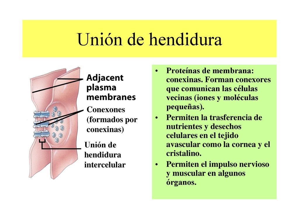 Unión de hendidura Proteínas de membrana: conexinas. Forman conexores que comunican las células vecinas (iones y moléculas pequeñas).