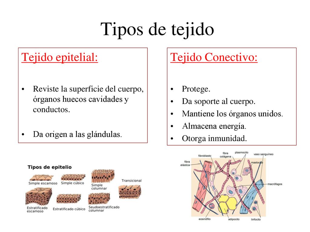 Tipos de tejido Tejido epitelial: Tejido Conectivo: