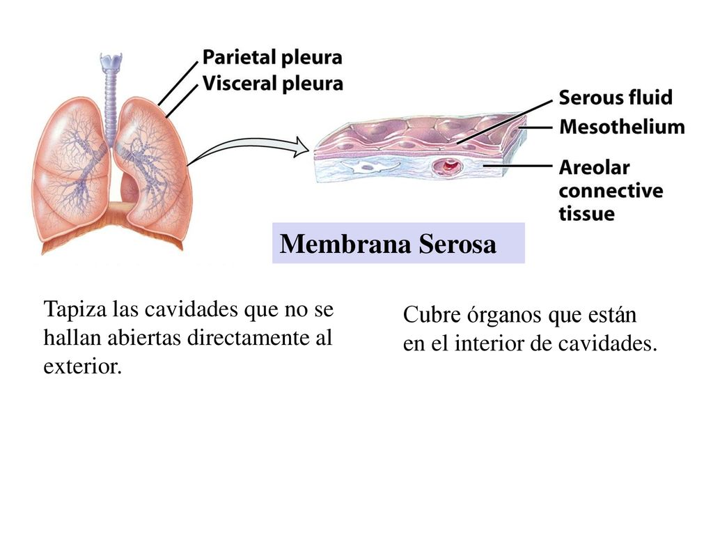 Membrana Serosa Tapiza las cavidades que no se hallan abiertas directamente al exterior.