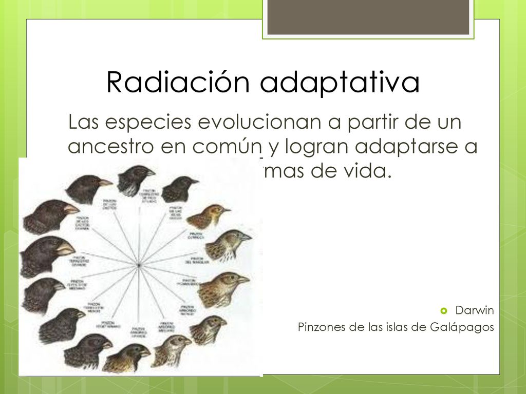 Radiación adaptativa Las especies evolucionan a partir de un ancestro en común y logran adaptarse a diversas formas de vida.