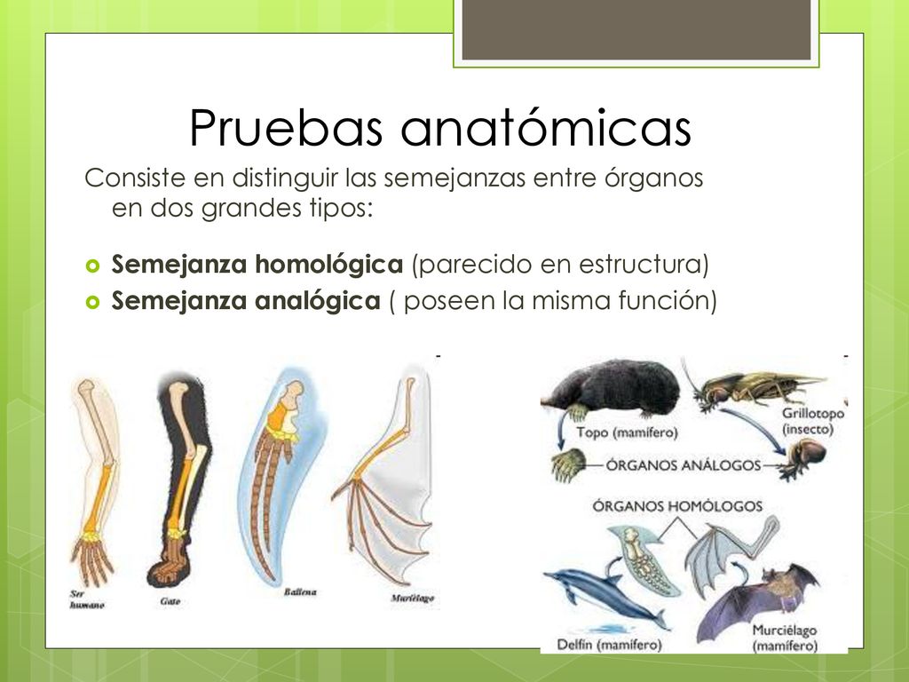 Pruebas anatómicas Consiste en distinguir las semejanzas entre órganos en dos grandes tipos: Semejanza homológica (parecido en estructura)