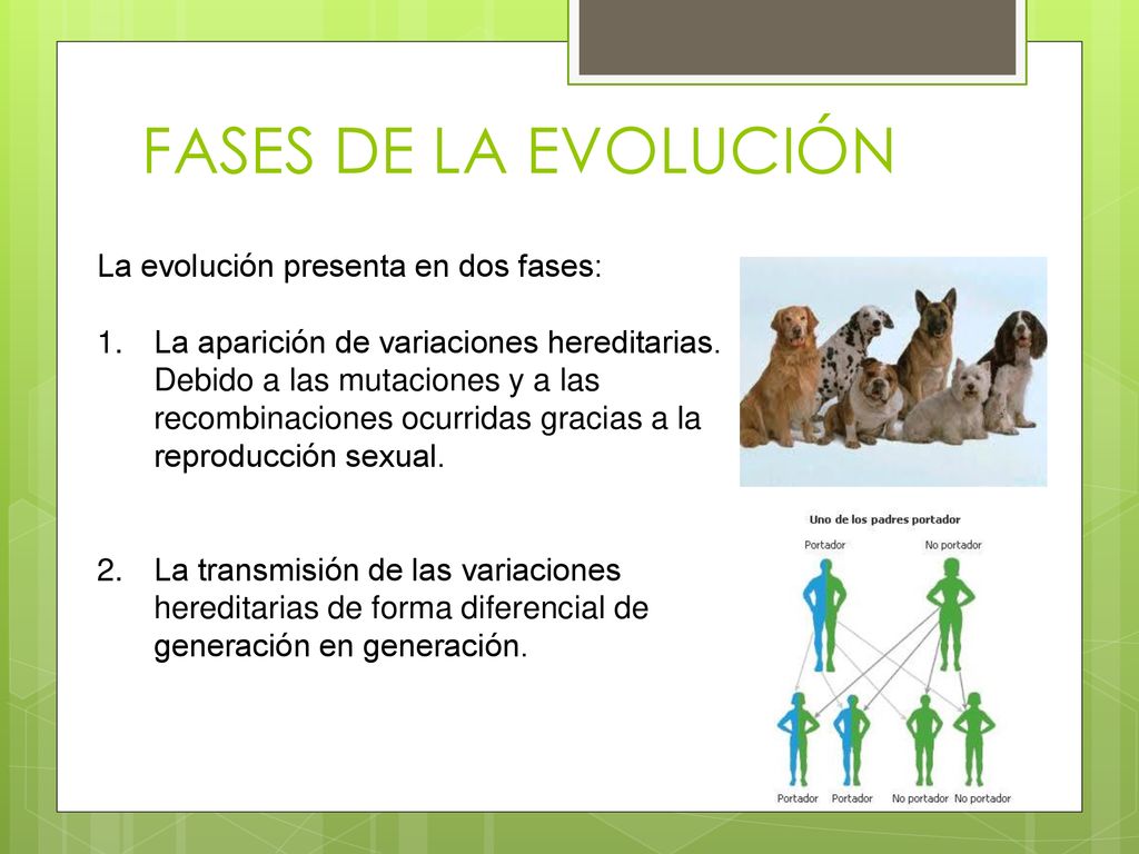 FASES DE LA EVOLUCIÓN La evolución presenta en dos fases: