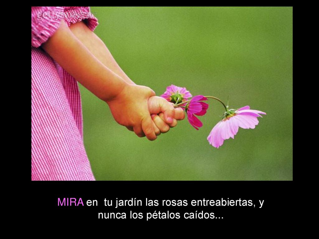 MIRA en tu jardín las rosas entreabiertas, y nunca los pétalos caídos...