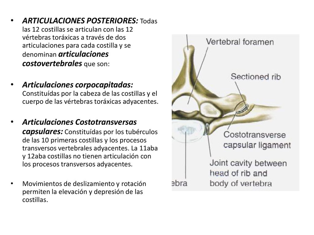 ARTICULACIONES POSTERIORES: Todas las 12 costillas se articulan con las 12 vértebras toráxicas a través de dos articulaciones para cada costilla y se denominan articulaciones costovertebrales que son: