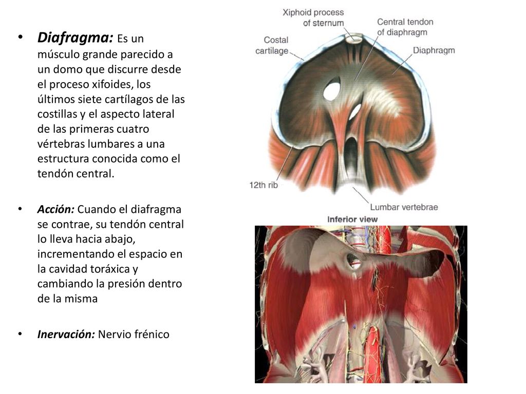 Diafragma: Es un músculo grande parecido a un domo que discurre desde el proceso xifoides, los últimos siete cartílagos de las costillas y el aspecto lateral de las primeras cuatro vértebras lumbares a una estructura conocida como el tendón central.