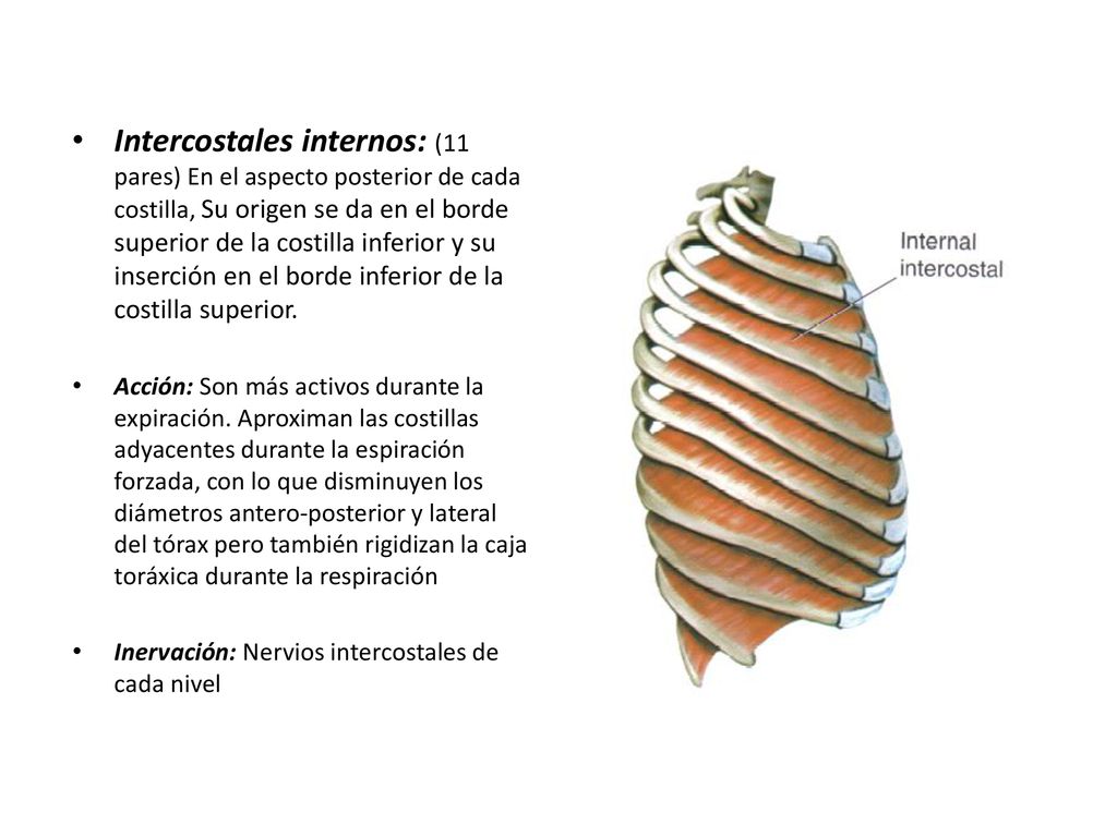Intercostales internos: (11 pares) En el aspecto posterior de cada costilla, Su origen se da en el borde superior de la costilla inferior y su inserción en el borde inferior de la costilla superior.