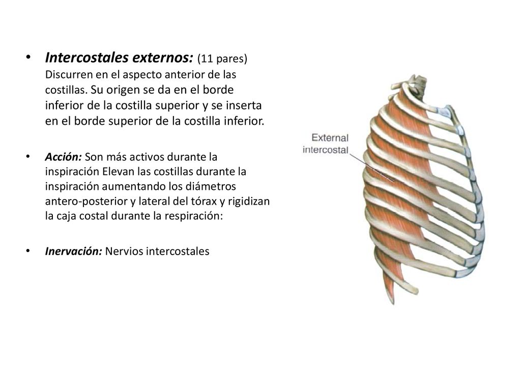 Intercostales externos: (11 pares) Discurren en el aspecto anterior de las costillas. Su origen se da en el borde inferior de la costilla superior y se inserta en el borde superior de la costilla inferior.