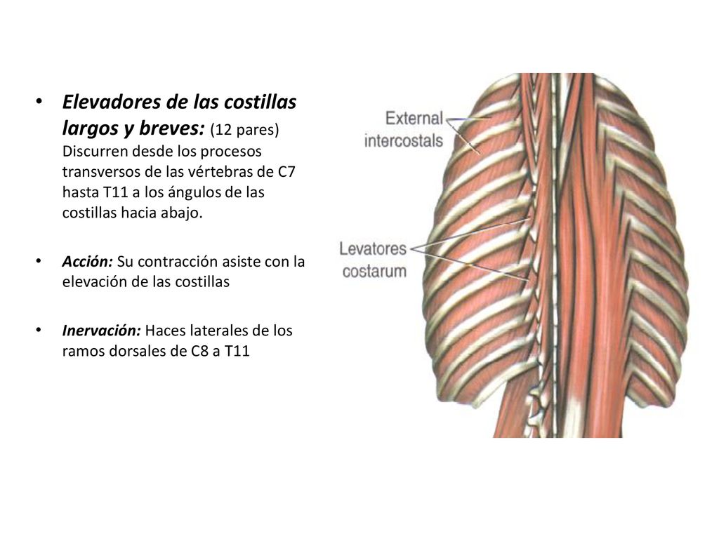 Elevadores de las costillas largos y breves: (12 pares) Discurren desde los procesos transversos de las vértebras de C7 hasta T11 a los ángulos de las costillas hacia abajo.
