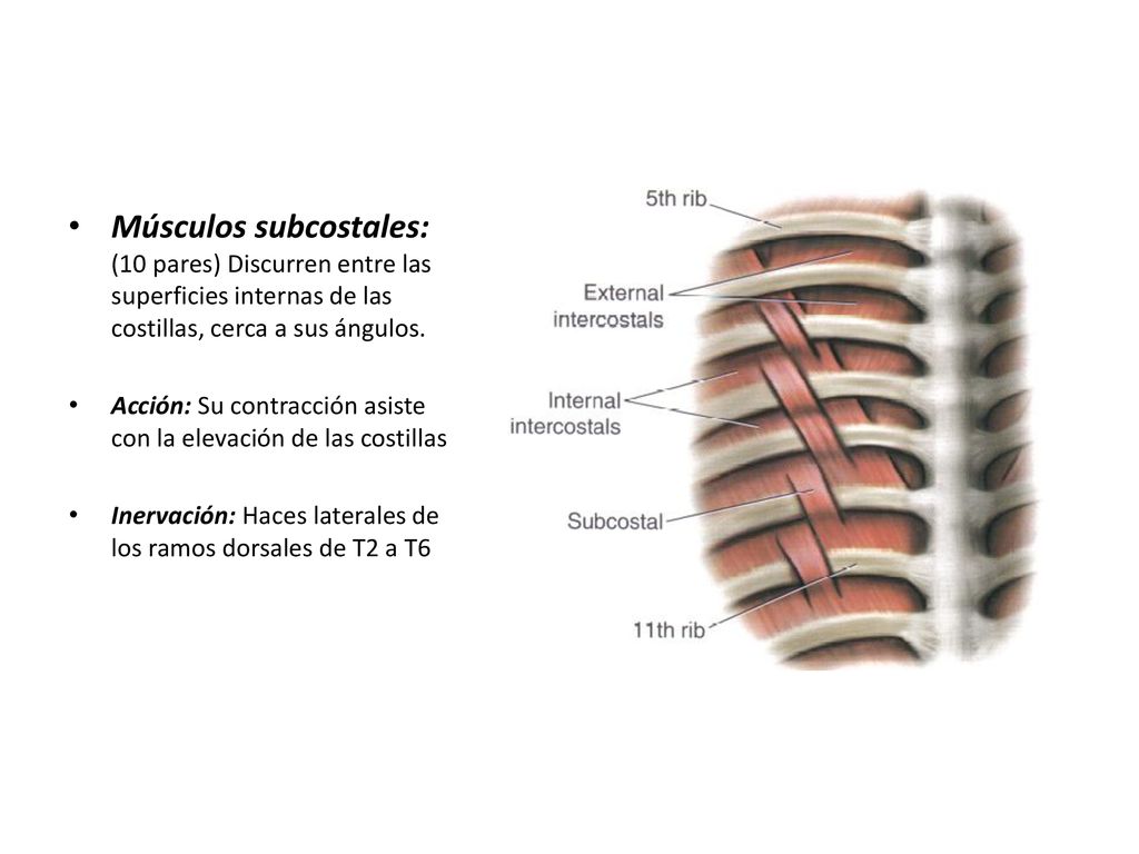 Músculos subcostales: (10 pares) Discurren entre las superficies internas de las costillas, cerca a sus ángulos.