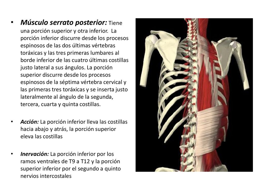 Músculo serrato posterior: Tiene una porción superior y otra inferior